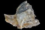 Juvenile Woolly Mammoth Jaw Section - North Sea #111757-11